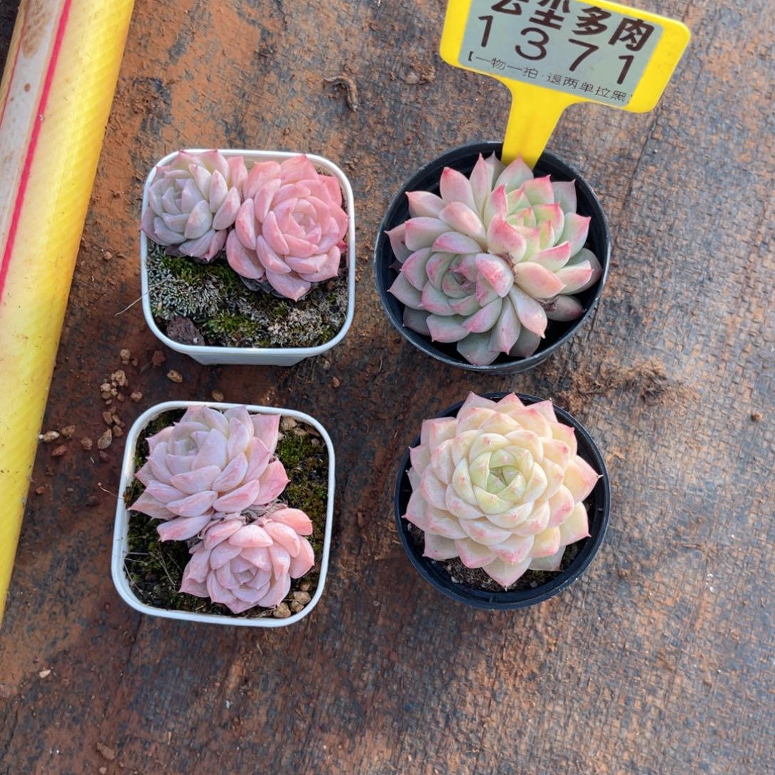 永***远云尘多肉一物一拍1371，