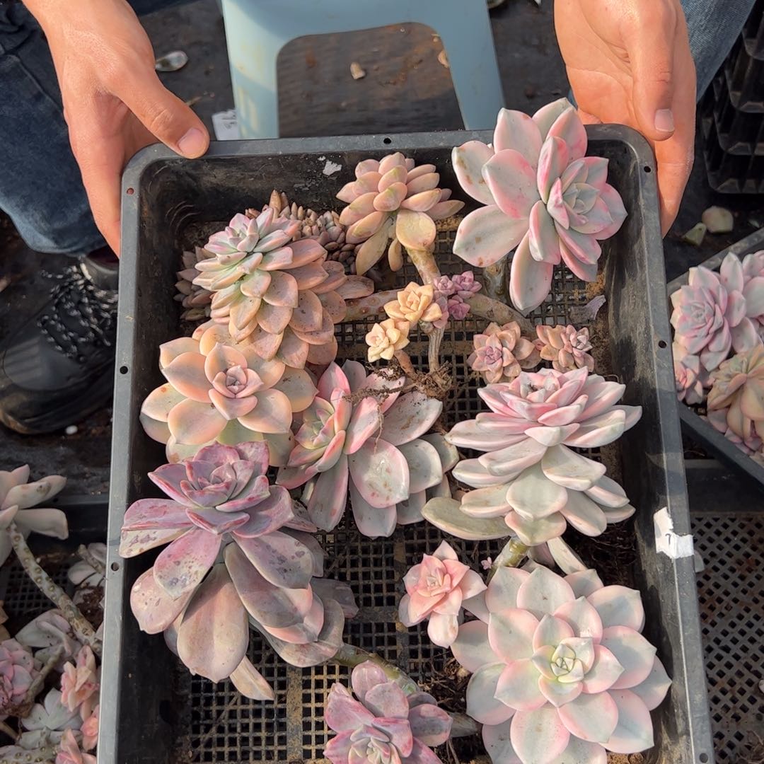 185紫乐锦老桩多肉植物