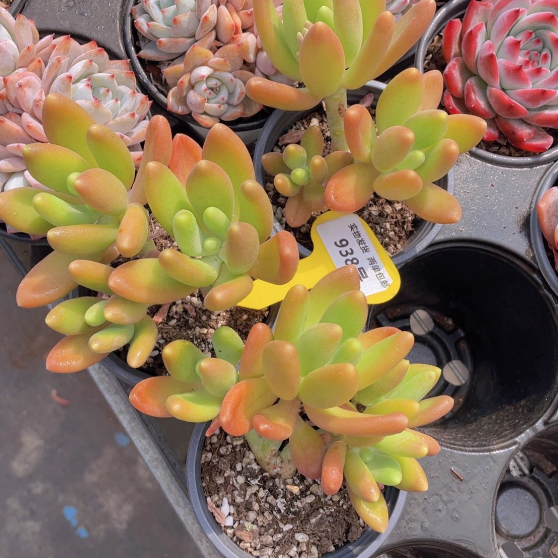 938号金蝉大群生一个