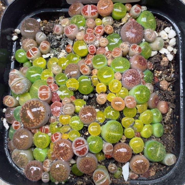 185彩混带盆加保温箱