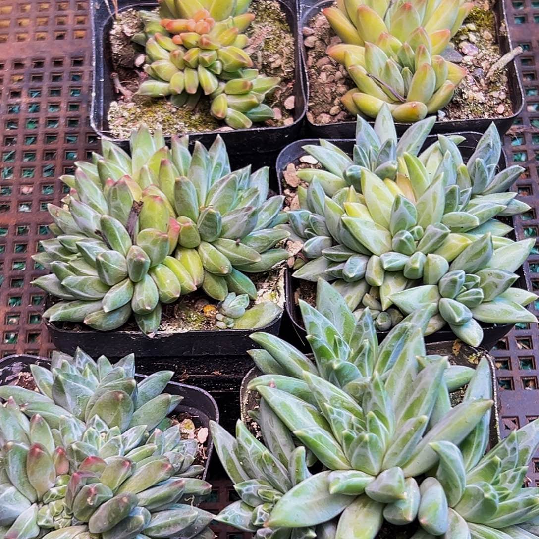6颗美人系列多肉植物