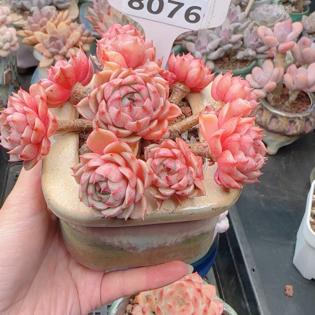 多肉植物8076不带盆