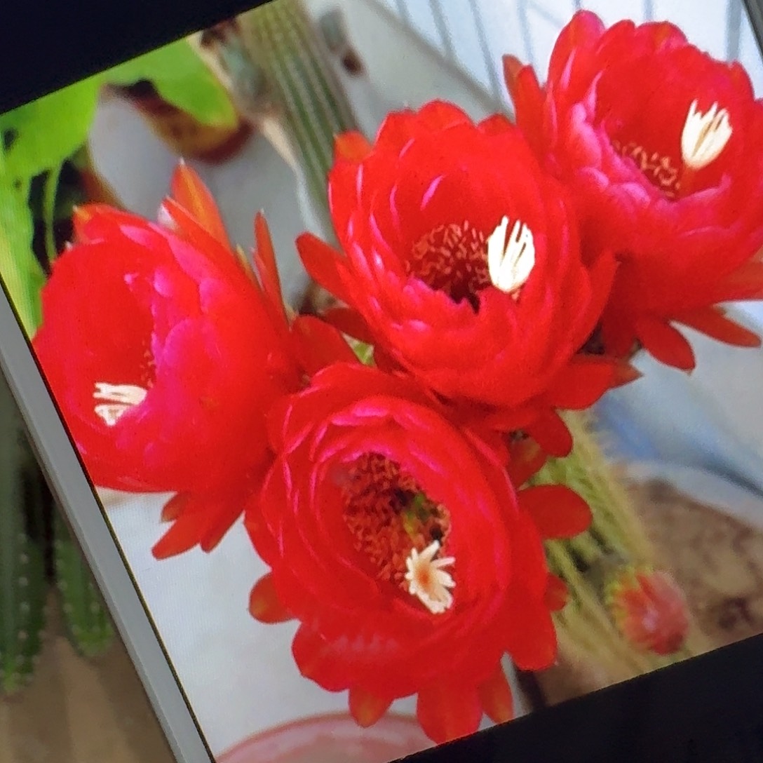 樱桃红侧芽5公分毛花柱仙人球