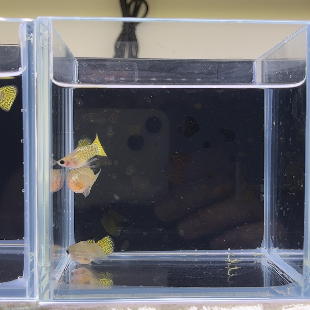 海水鱼黑金雷丝球体2对