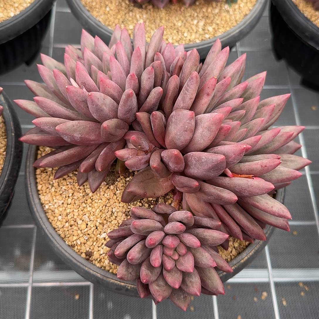 从前慢花园精选红蜻蜓