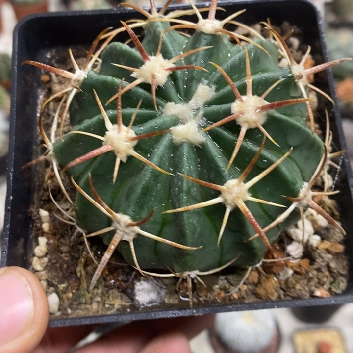 实生凌波特价福利