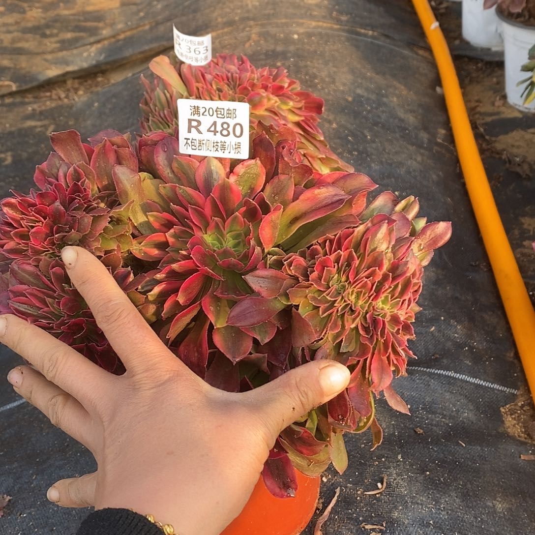 480香妃缀化多肉法师锦