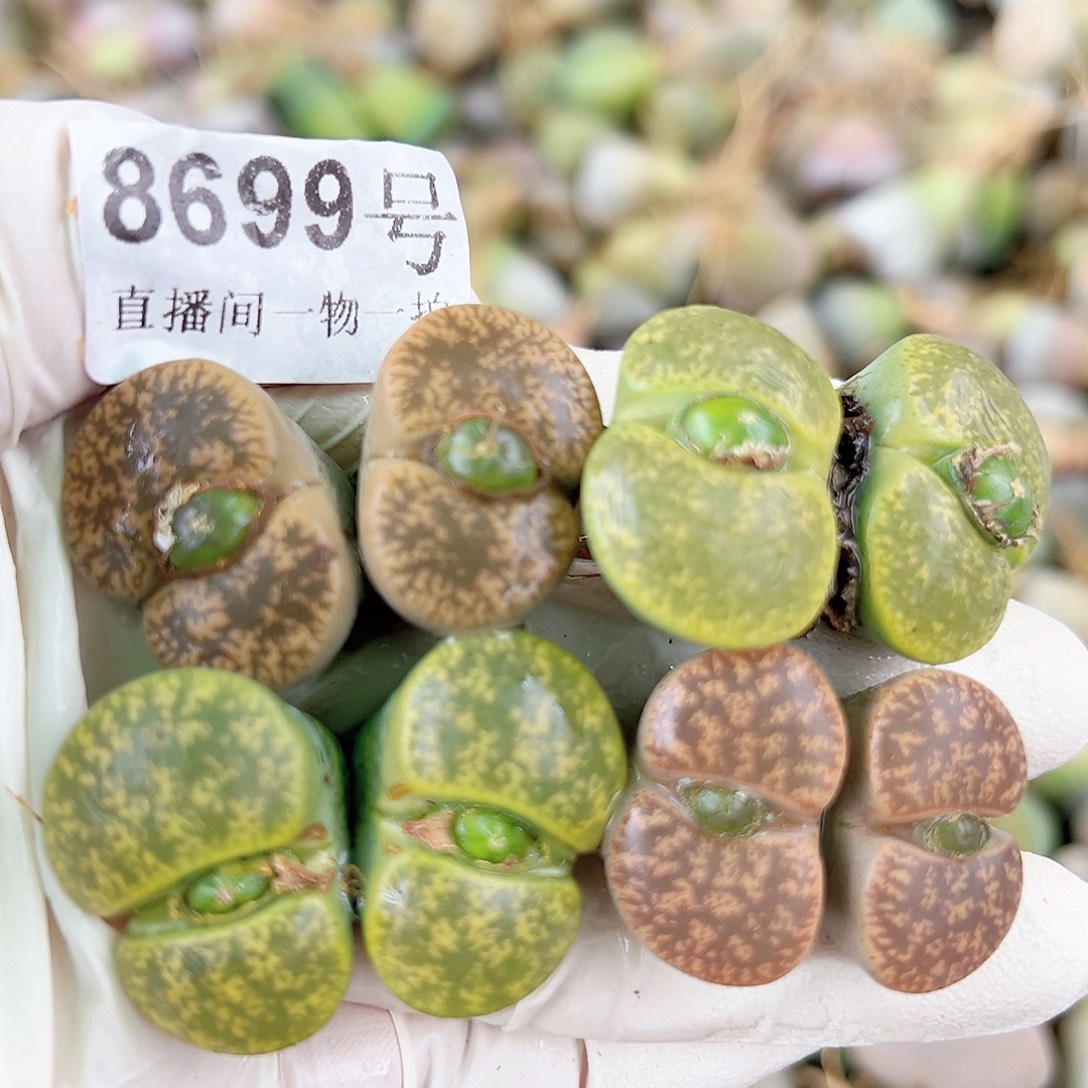 8699 好养易活生石花大母本4个