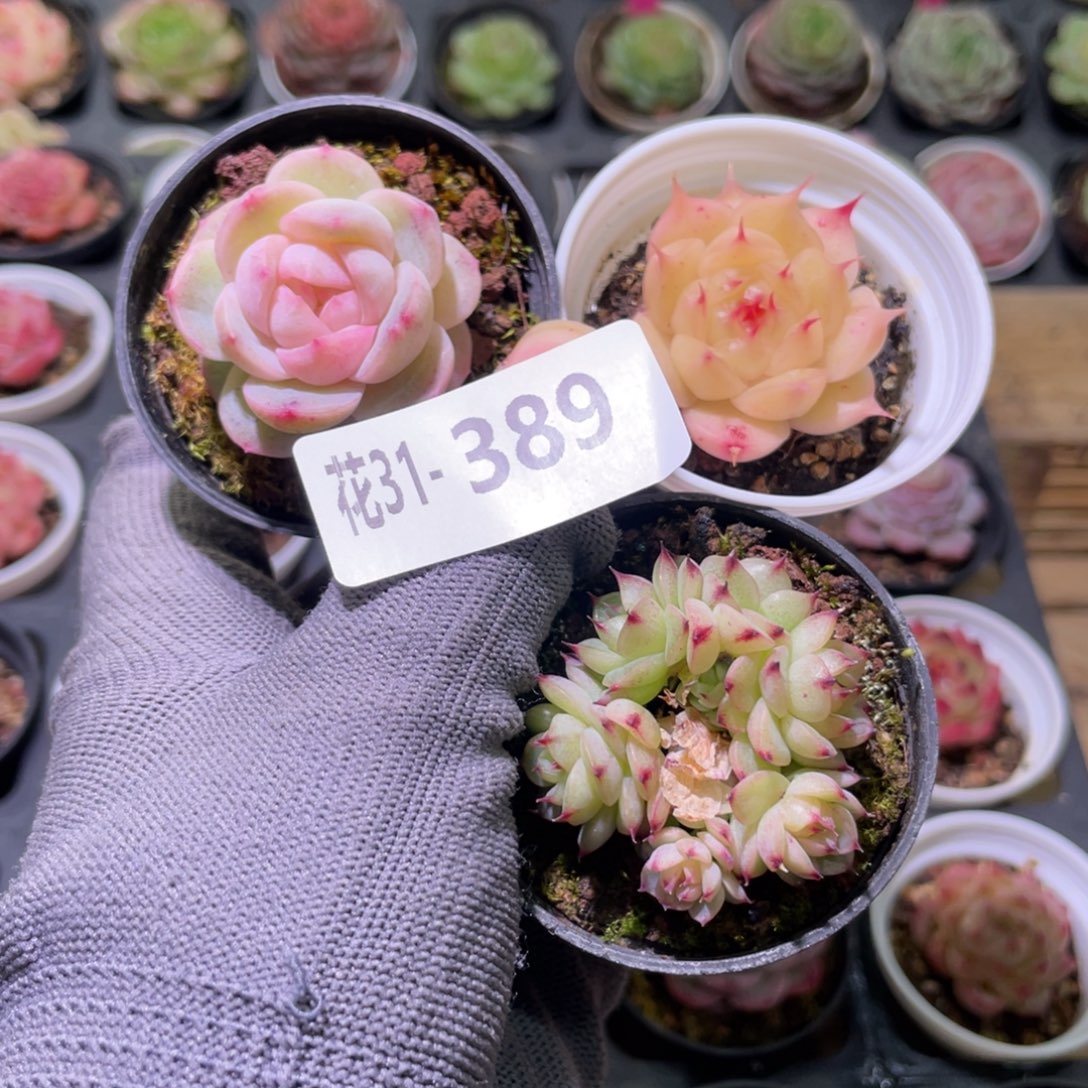花利美31-389多肉3颗
