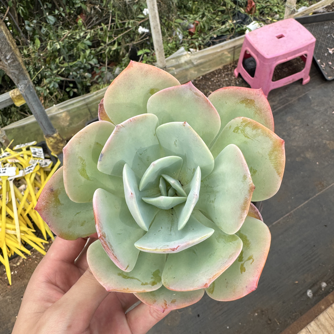 【任意两单包邮】白凤阳台办公室庭院老桩盆栽多肉植物