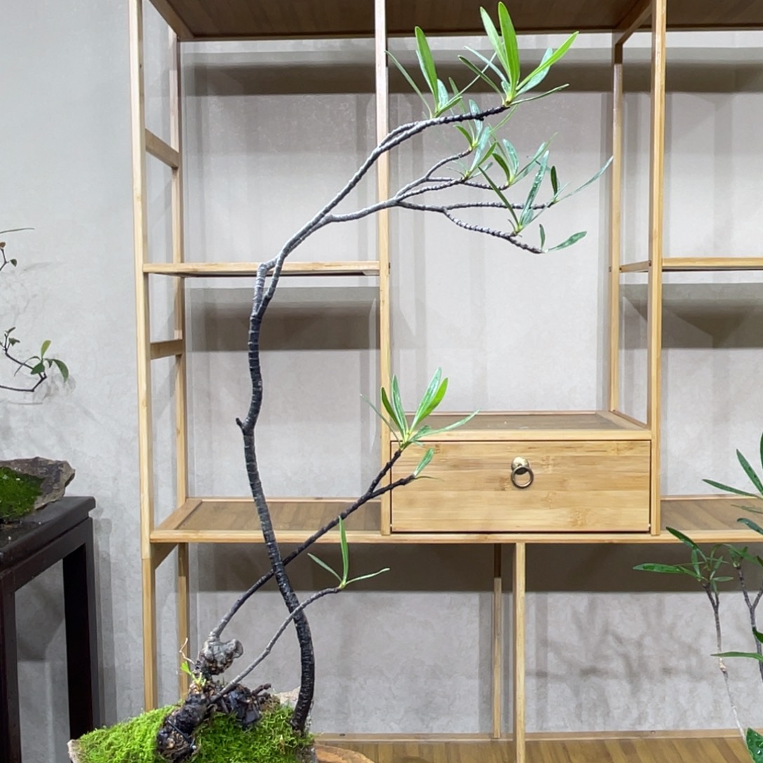 熊***家无花朵679785484548494654844