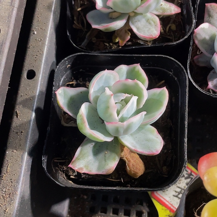 伯克利锦4.8带盆