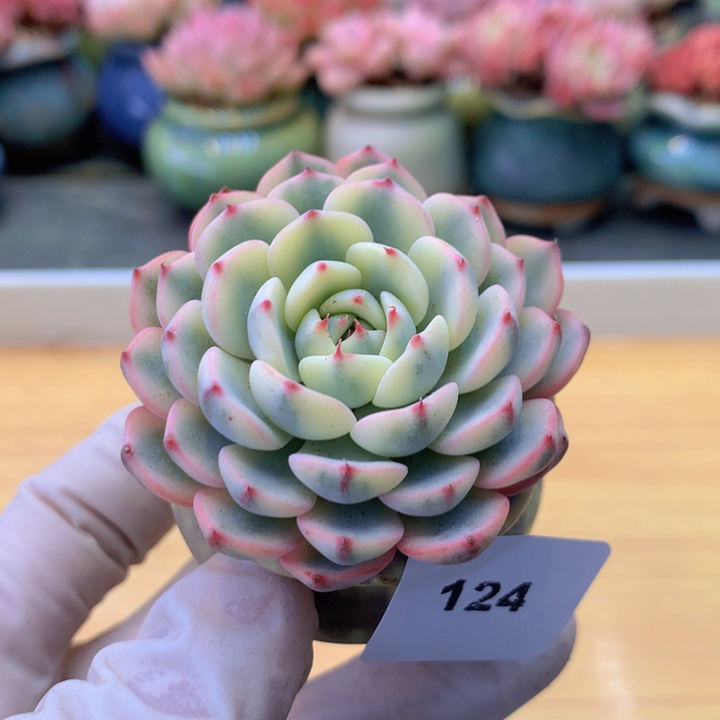 一物一拍满38包邮 124