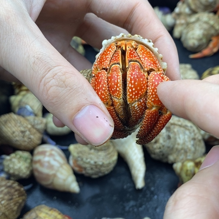 3.6口毛里求斯草莓