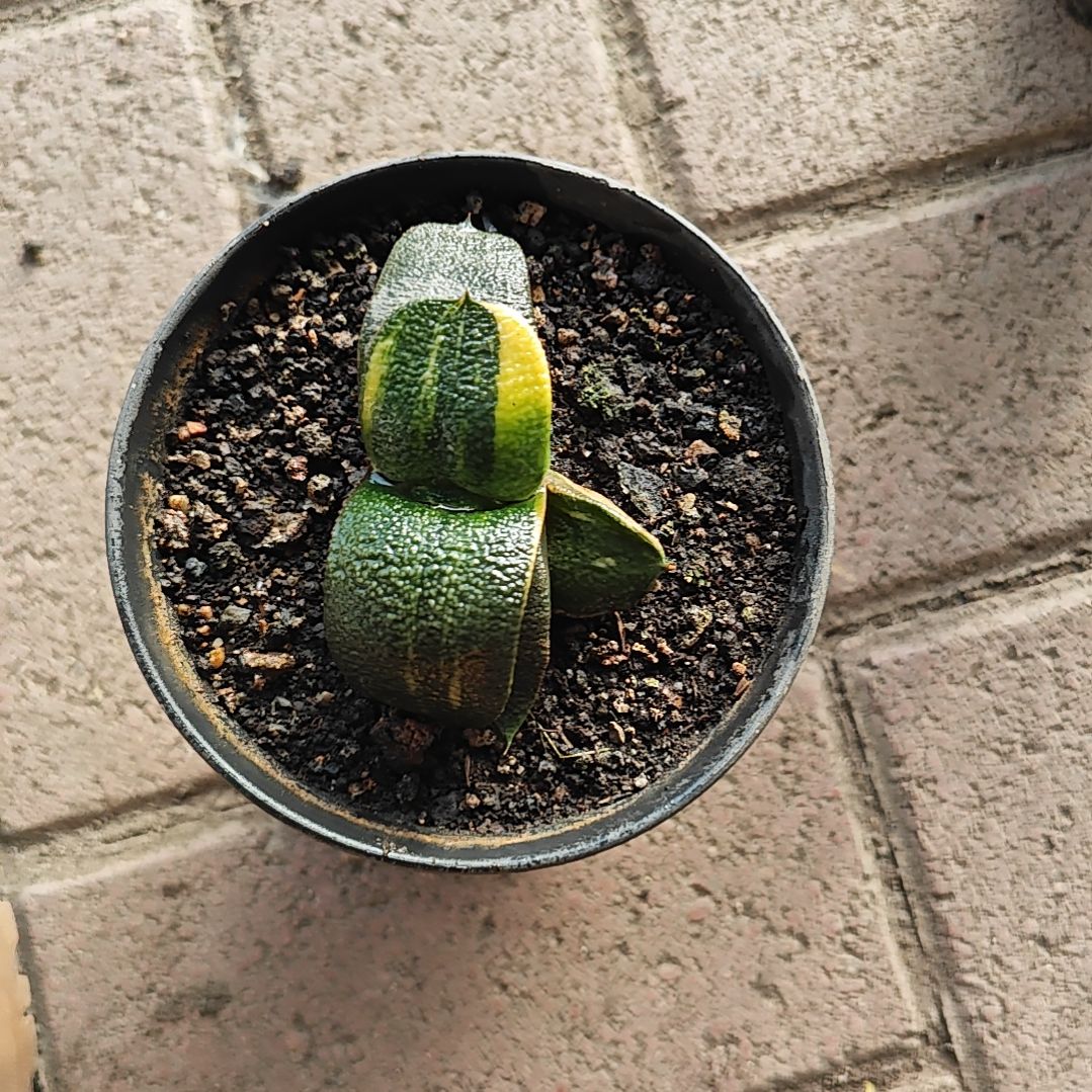 蜗牛一颗多肉植物原盆土