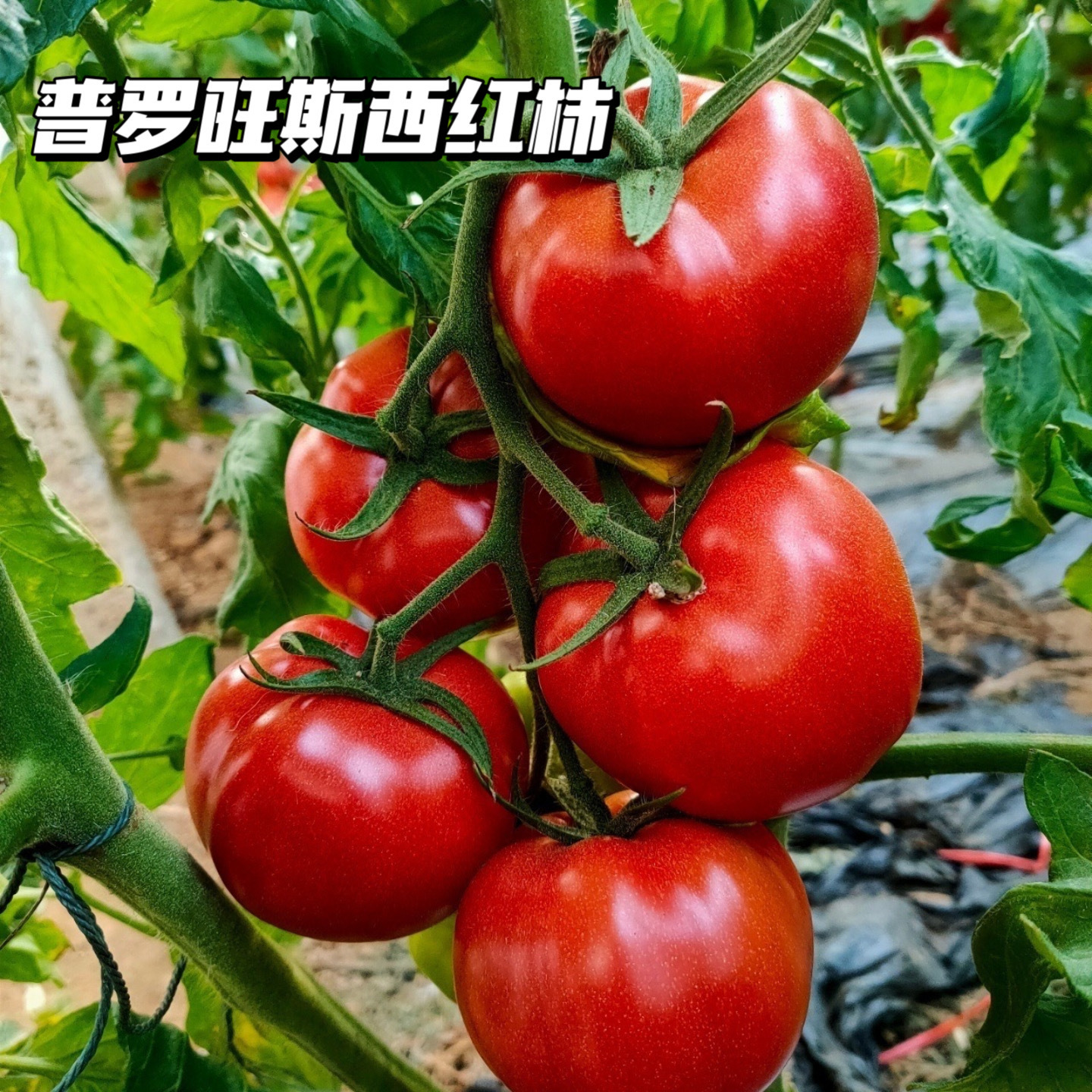 普罗旺斯水果西红柿