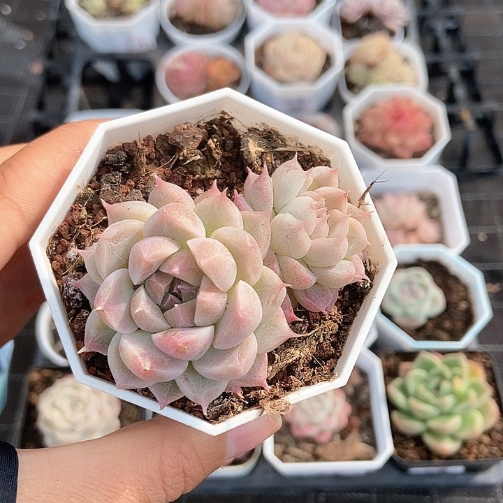 一物一拍满十包邮 88