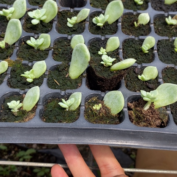 甜心t3芽苗一个多肉