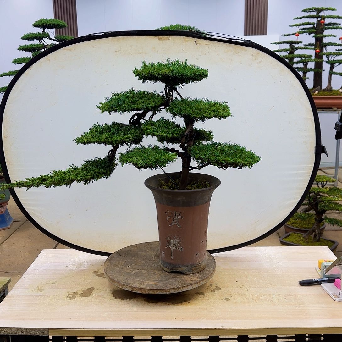 盆景直播间一物一拍