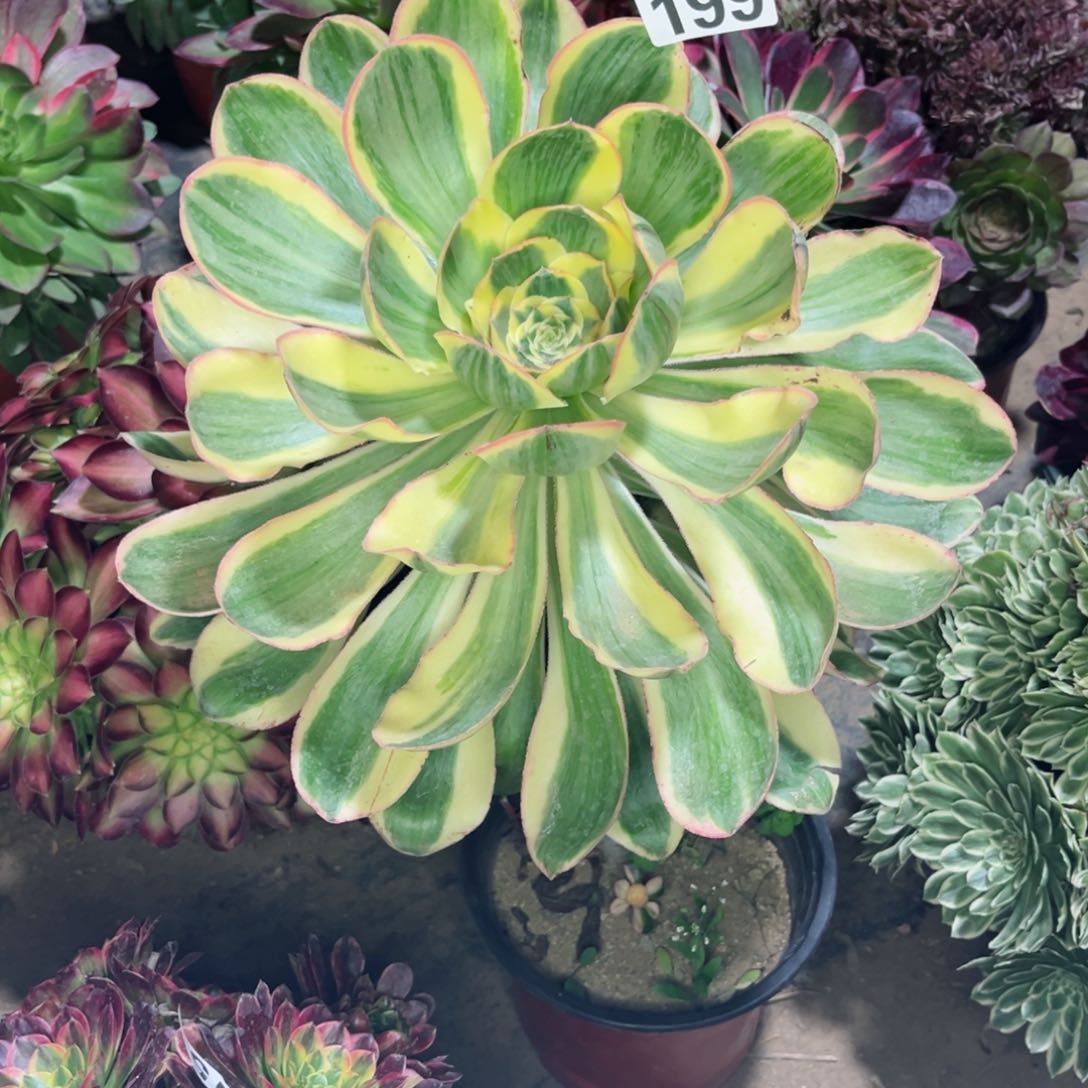 199燕姿锦多肉植物