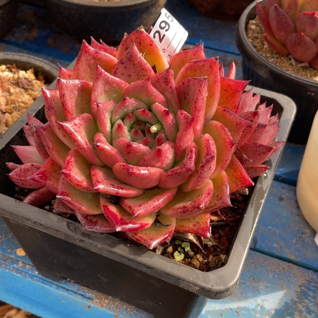 无花朵若茹东云单拍B295