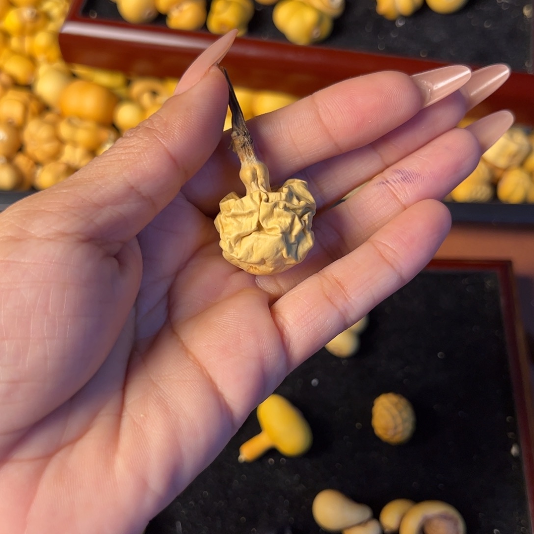 彼***阳大叶紫檀（黑酸枝木类）