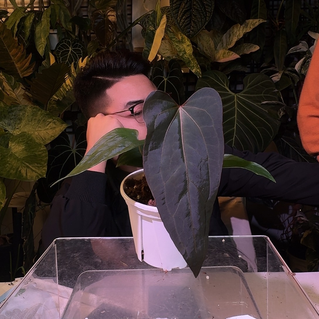 阿***牛完全开放P83夜龙杂弧形