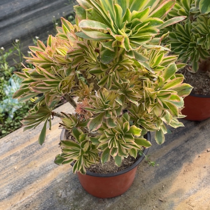 婉***29夕颜多肉123456789