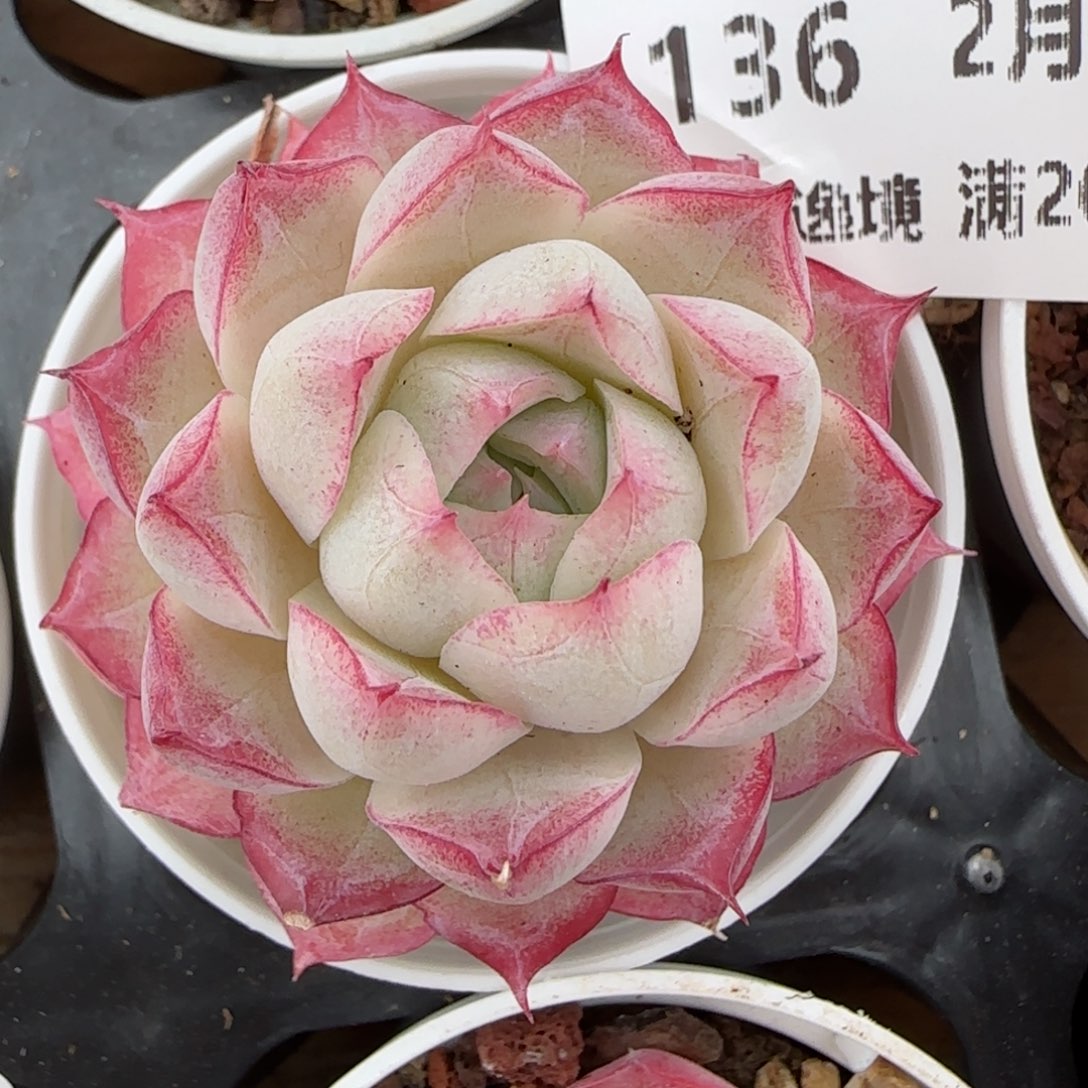 花语逸境0204-136