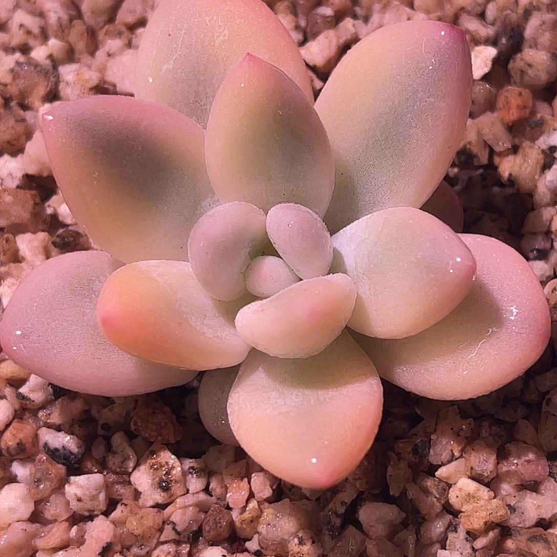 尚品园艺福利锦新香水头盖