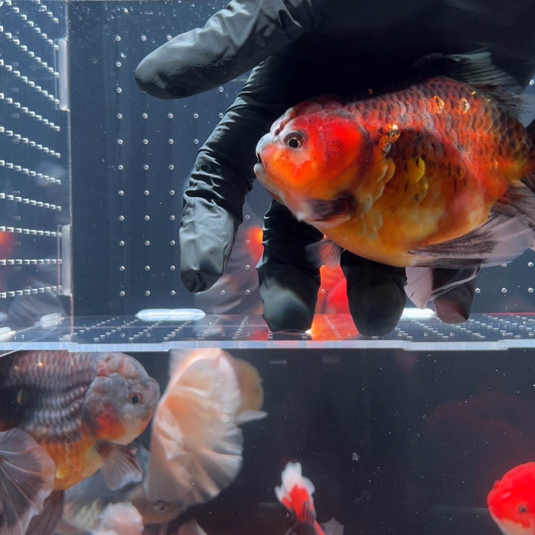 海水鱼百褶泰狮冷水鱼