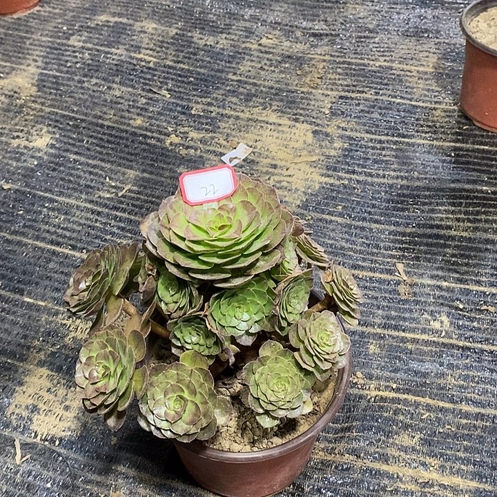 22号黑魔法师多肉植物