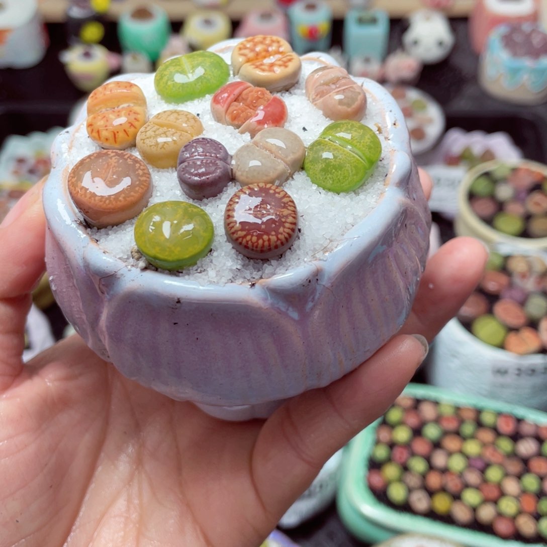 w3945 带盆土发货-零下地区拍保温箱