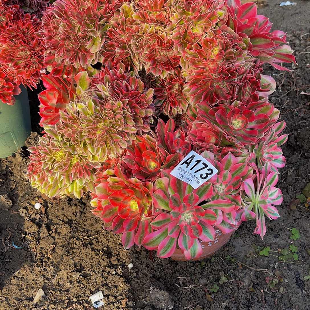 法师法师15–20包邮法师