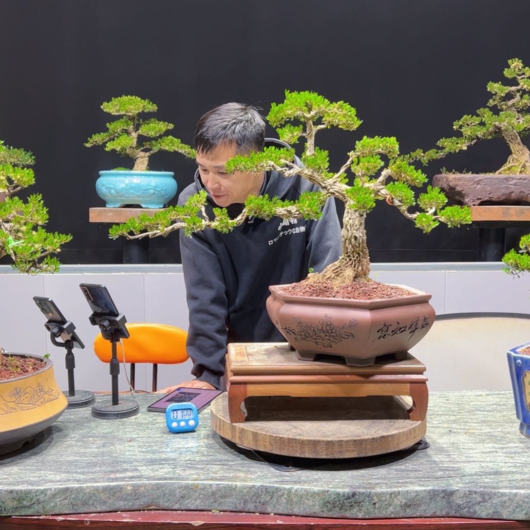 黄杨盆景老桩四季长青