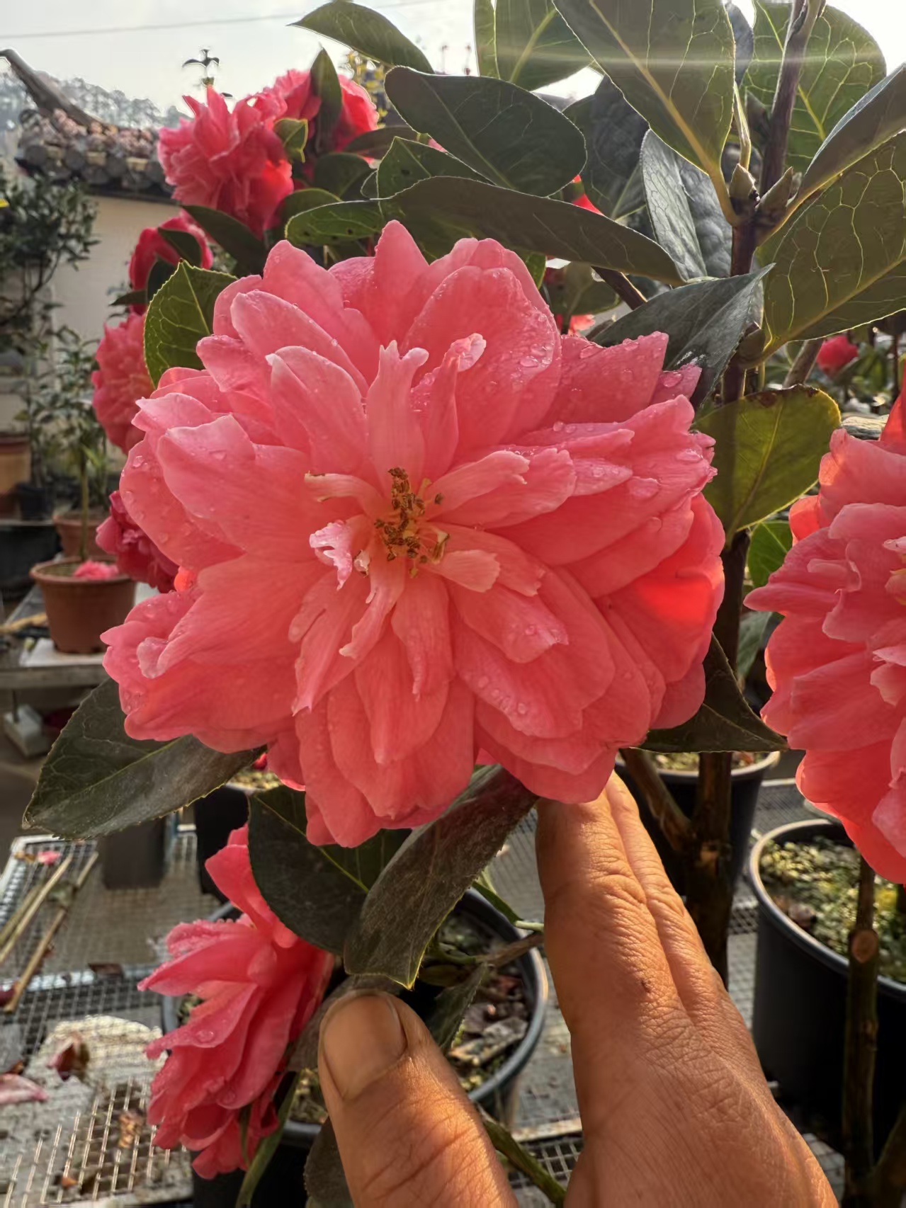 山茶花恨天高嫁接粘木以及山茶花直播间一物一拍（自行下单不发货）