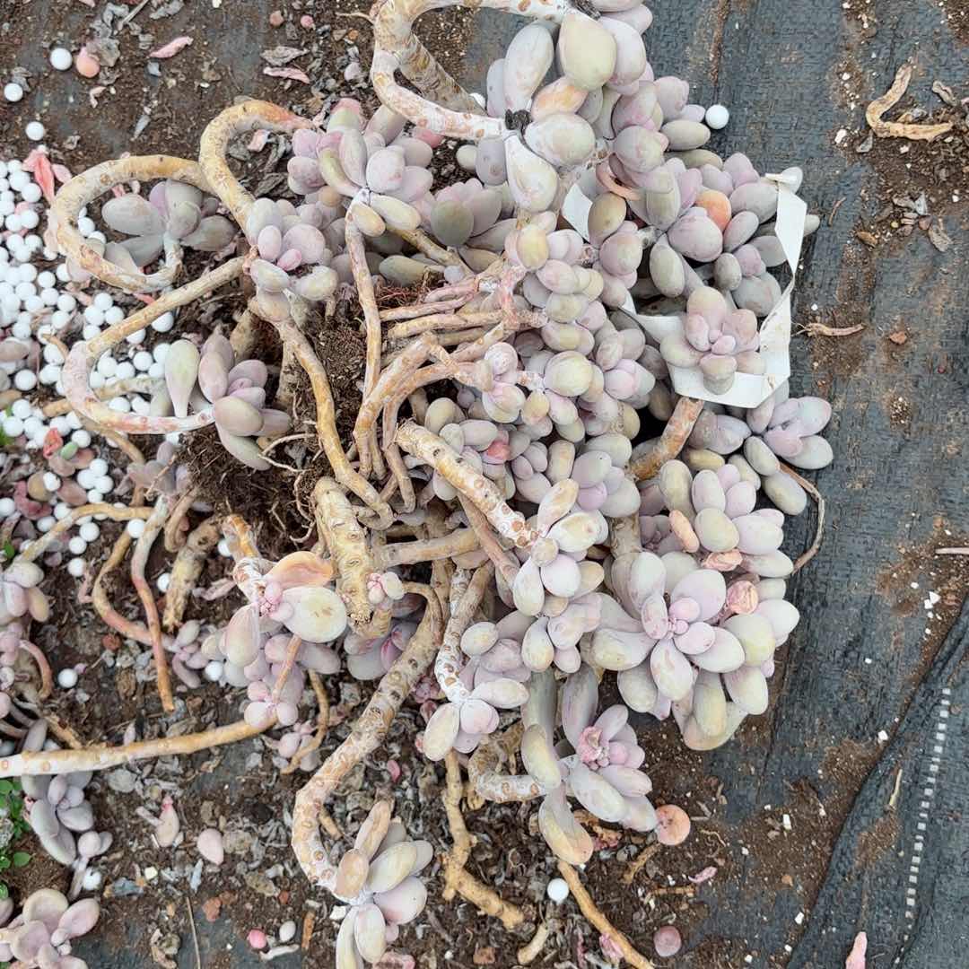 已*置桃蛋散装13。     