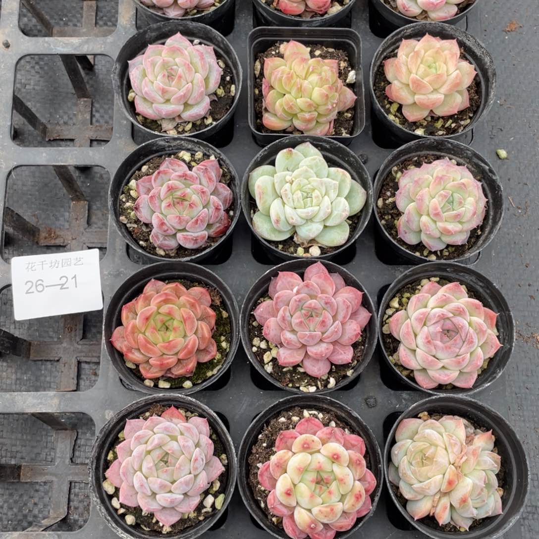 一物一拍18棵26-21