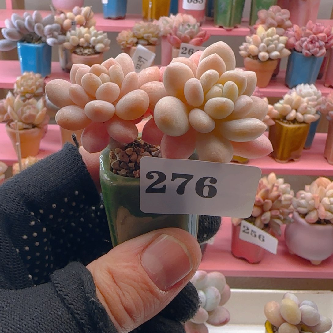 鱼子酱276 ，满38包邮非偏远。包邮非偏远。