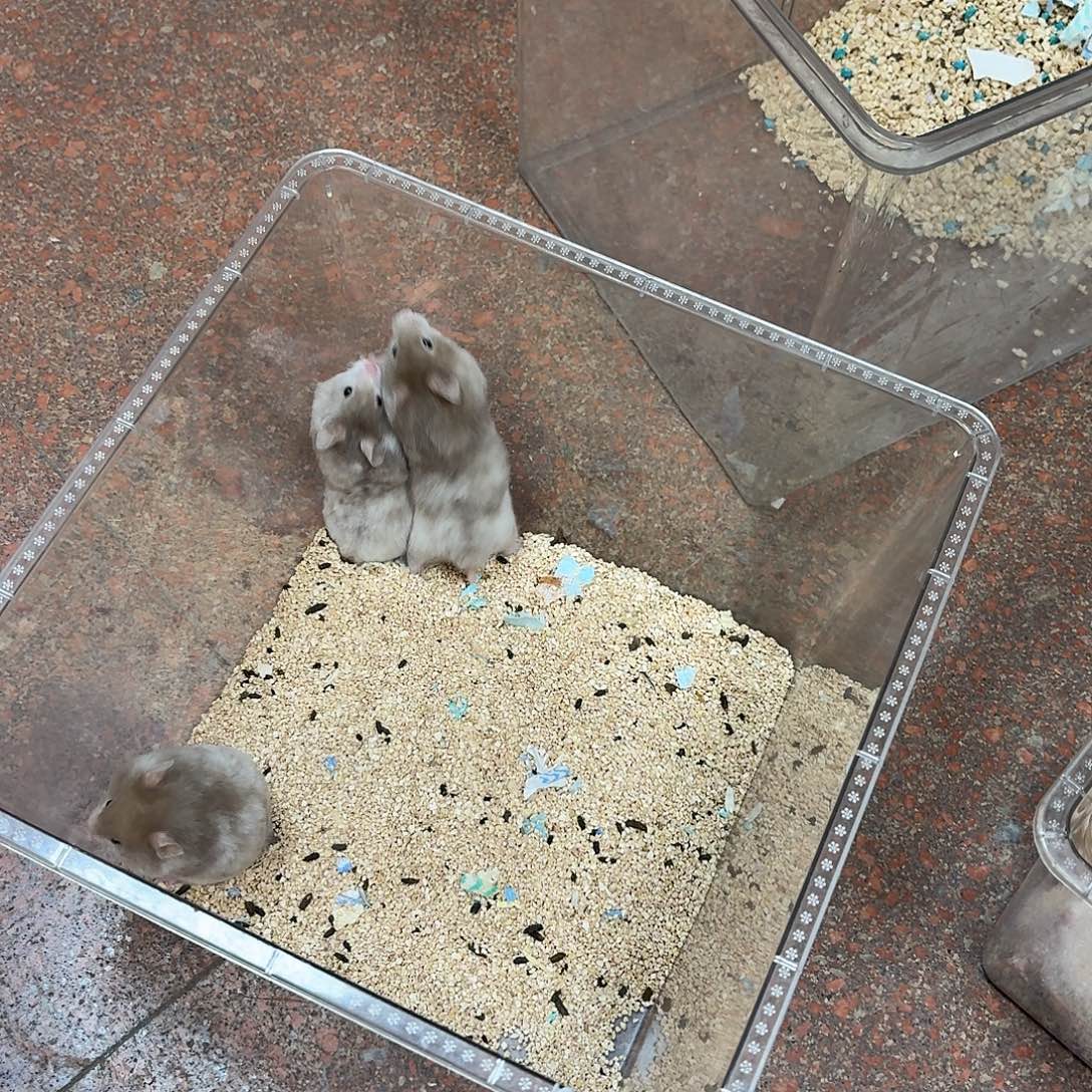 短毛巧波利弟弟直播间