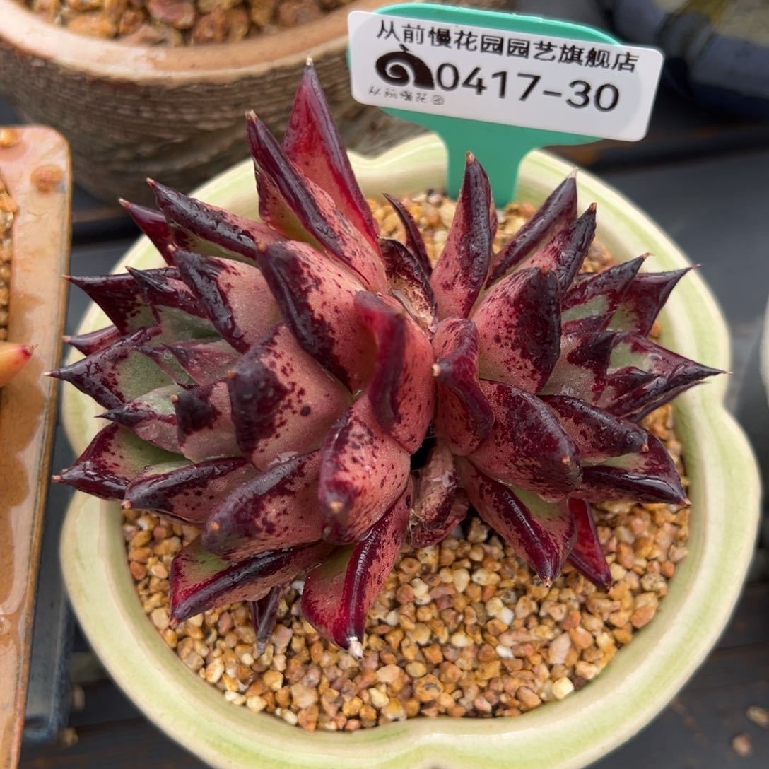 从前慢多肉精选编号0417.30