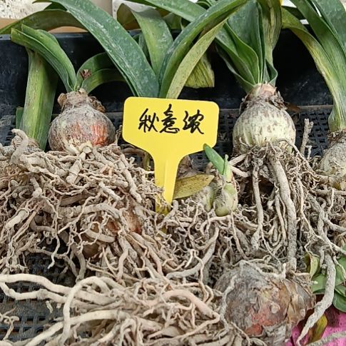 无花朵秋意浓4+发7个