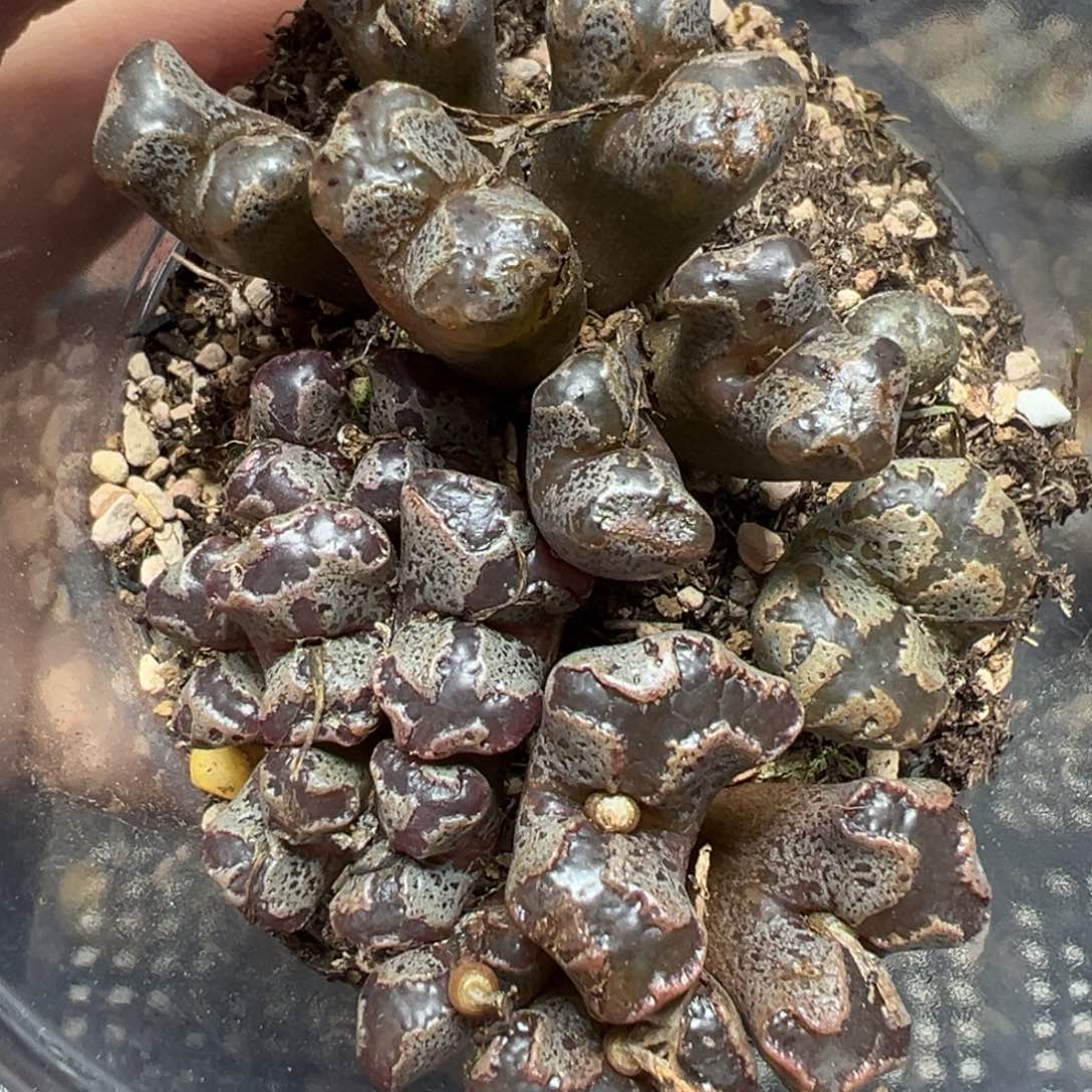 【闪购商品】002……