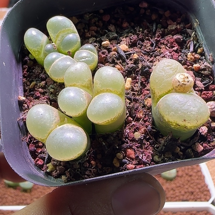 开播福利来啦。084