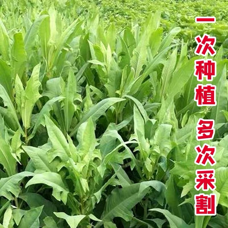 曲麻菜籽蔬菜良品苦麻菜种子阳台盆栽野菜蔬菜籽