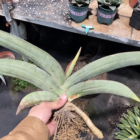 龙舌兰科80公分香蕉母本福利
