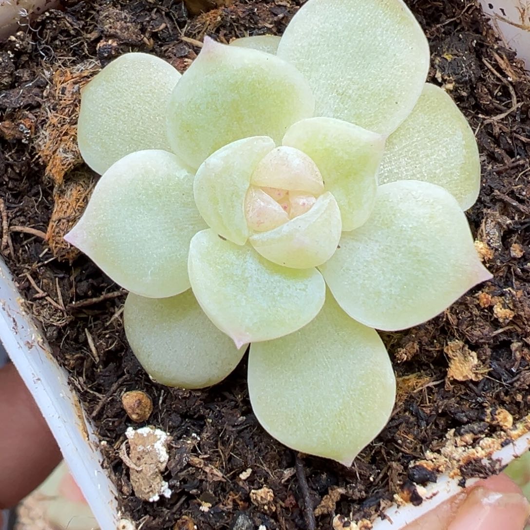 503号白昼晗雨多肉