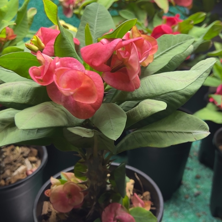 泰品扦插一物一拍