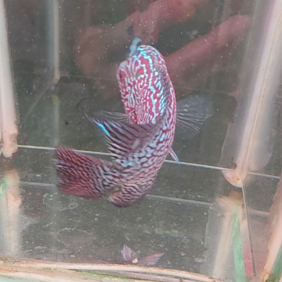 罗汉鱼22222222222222