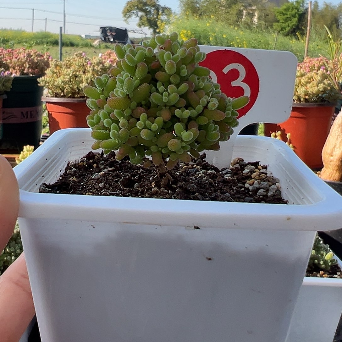 83号密橘糖球4.15多肉